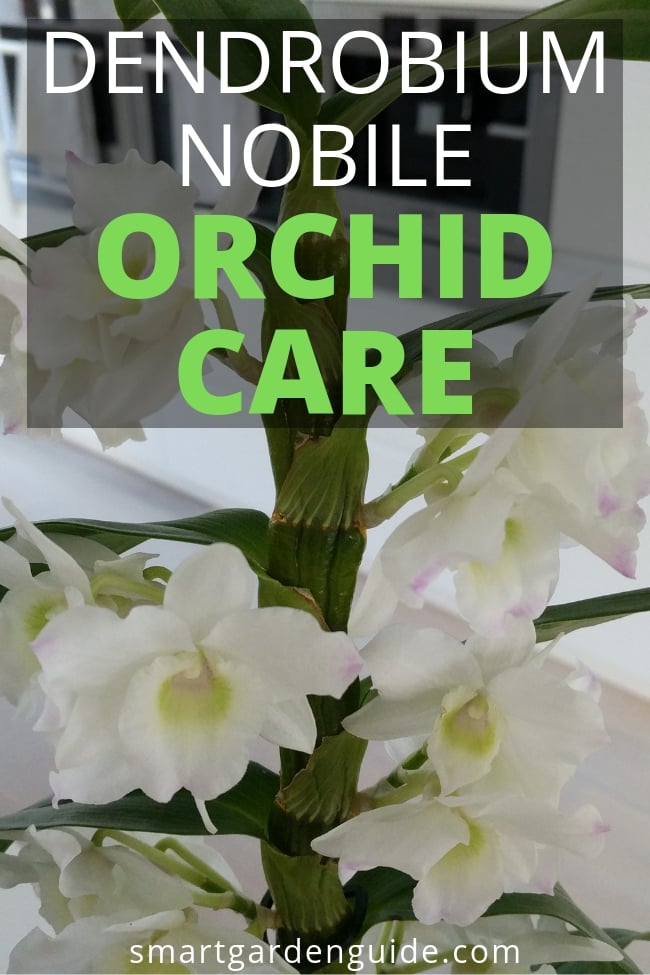 how to care for a dendrobium nobile orchid