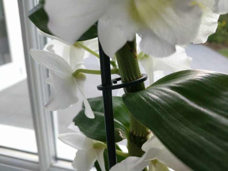 how to care for a dendrobium nobile orchid