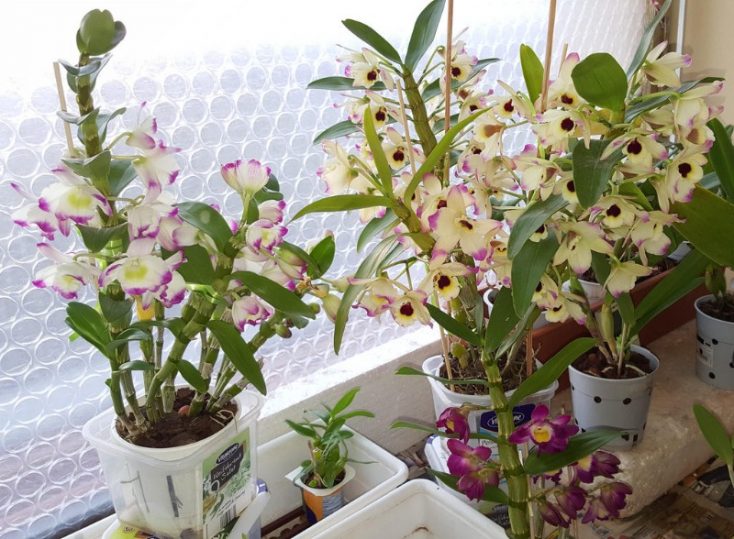 How To Care For A Dendrobium Nobile Orchid With Pictures Smart Garden Guide 7790