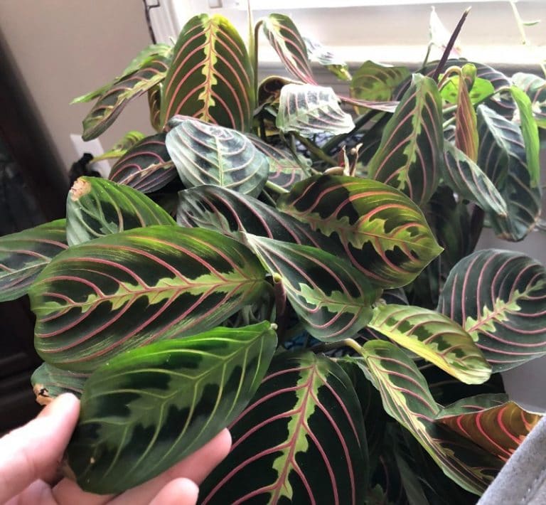 How to Care for A Prayer Plant - Maranta (With Pictures) - Smart Garden ...