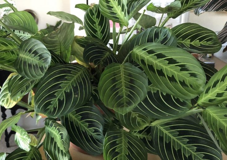 how to care for a prayer plant maranta leuconeura