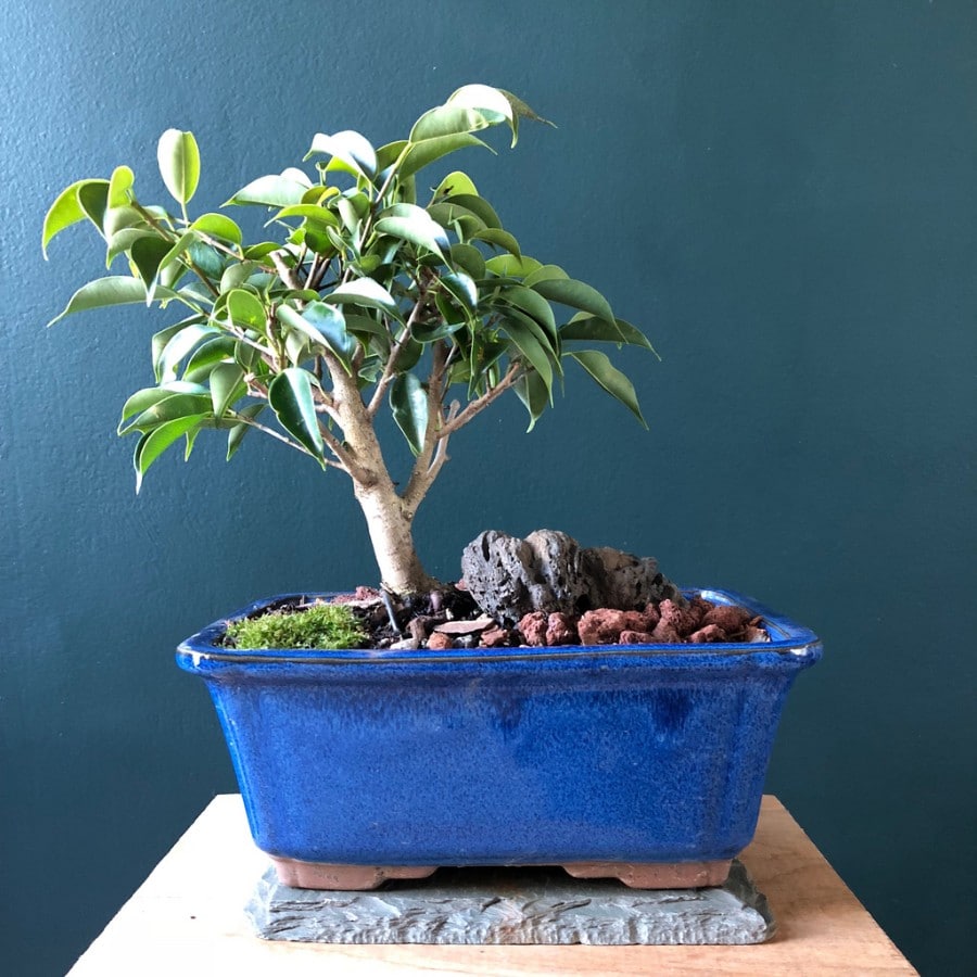 how to care for a weeping fig ficus benjamina