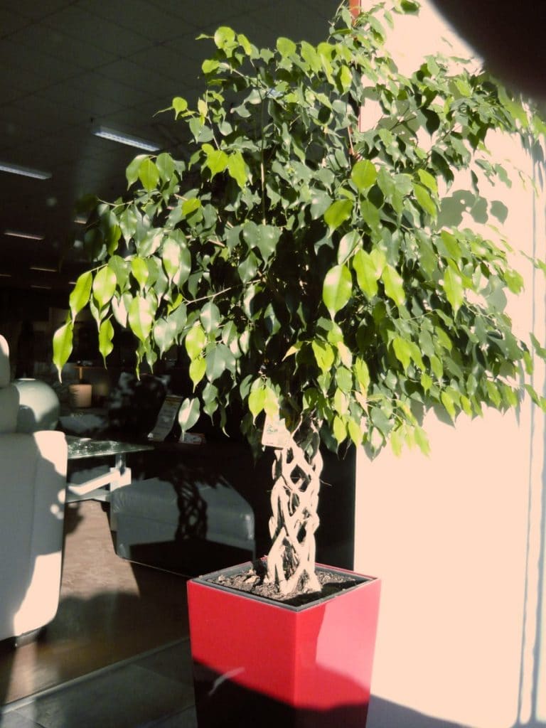 how to care for a weeping fig ficus benjamina