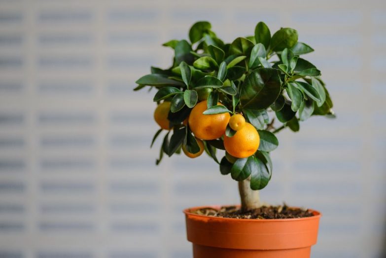 how to care for an indoor orange tree