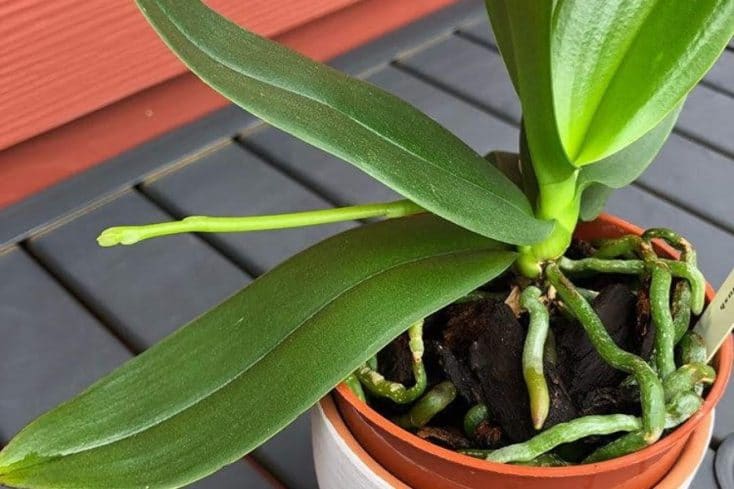 why do orchids have green roots