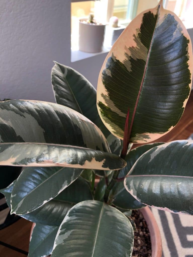 how to care for a rubber plant ficus elastica