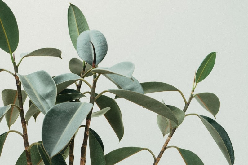 how to care for a rubber plant ficus elastica