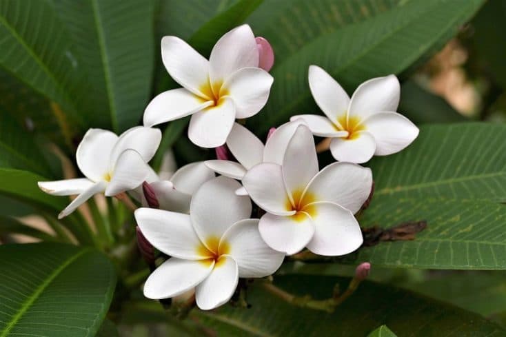 15 Best Smelling Indoor Plants For A, Fragrant Flowers For Garden
