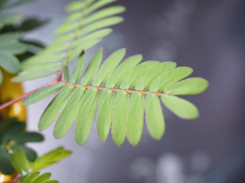 how to care for a sensitive plant mimosa pudica