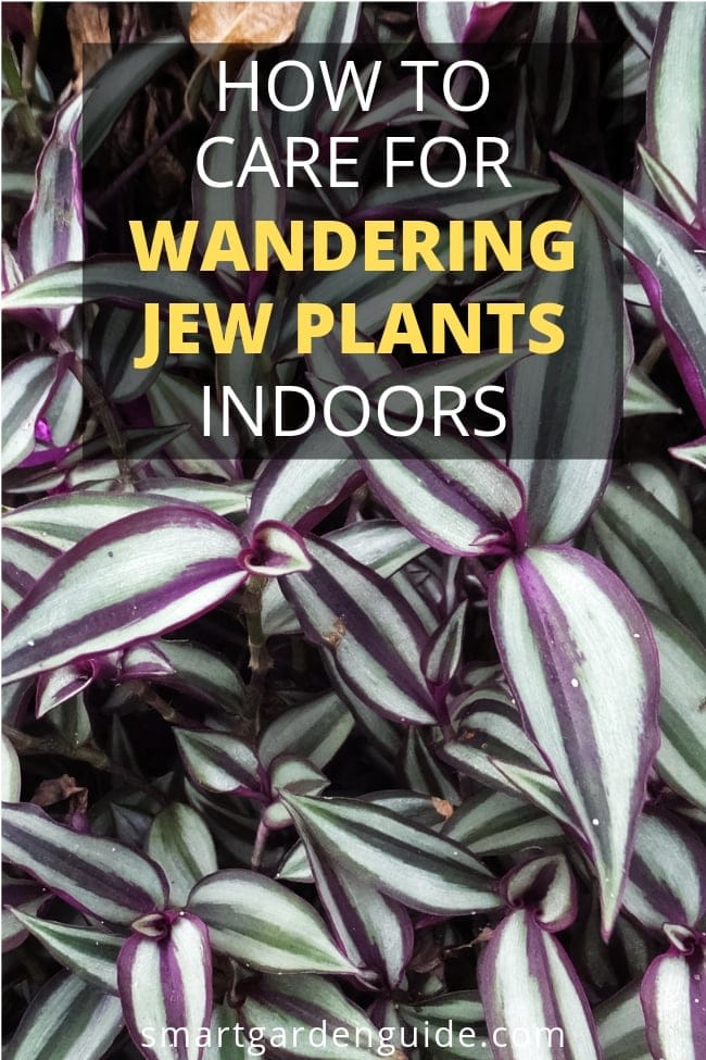 how to care for a wandering jew plant tradescantia zebrina