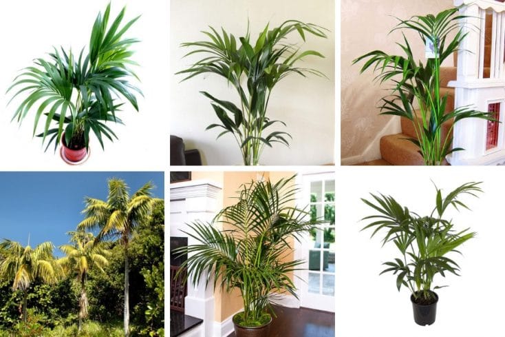 how to care for kentia palm howea forsteriana
