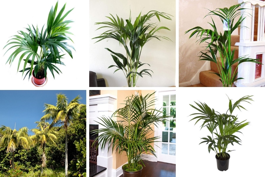 Palms house plants care