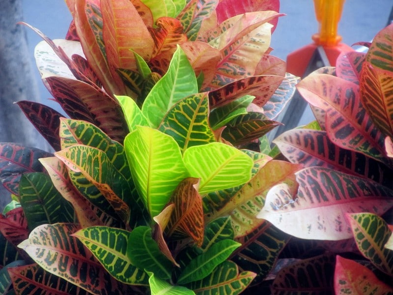 why is my croton plant dropping leaves