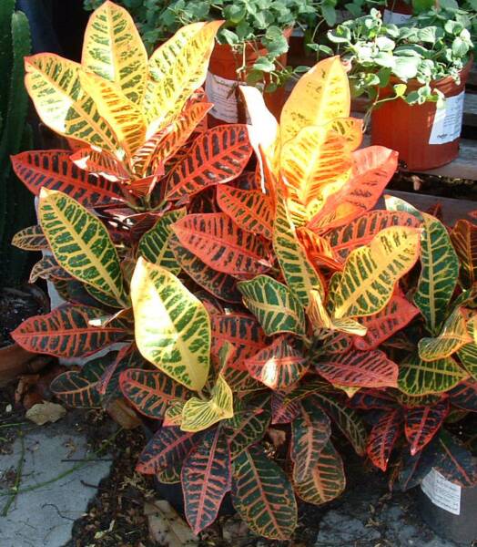 why is my croton plant dropping leaves