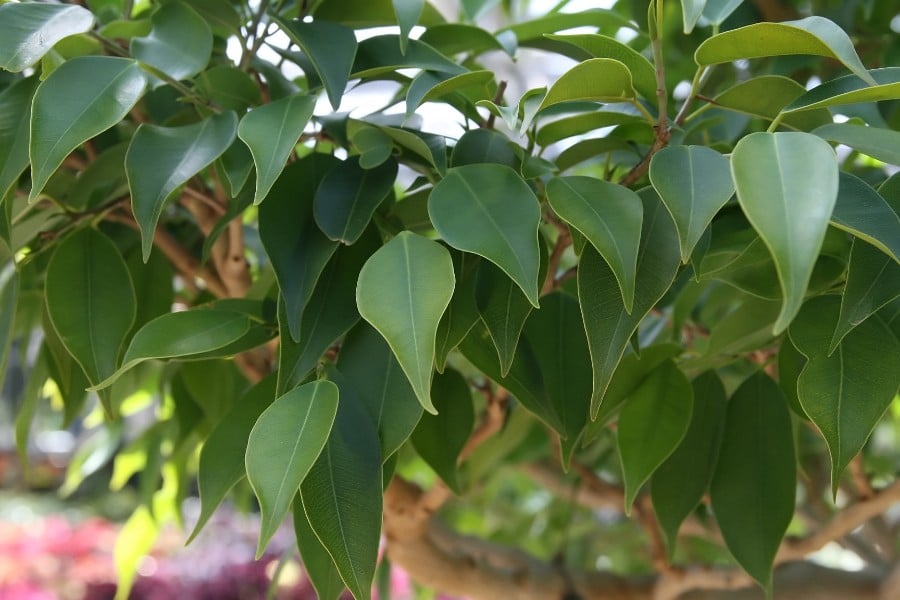 Why Is My Ficus Dropping Leaves? (Causes And Solutions) - Smart ...
