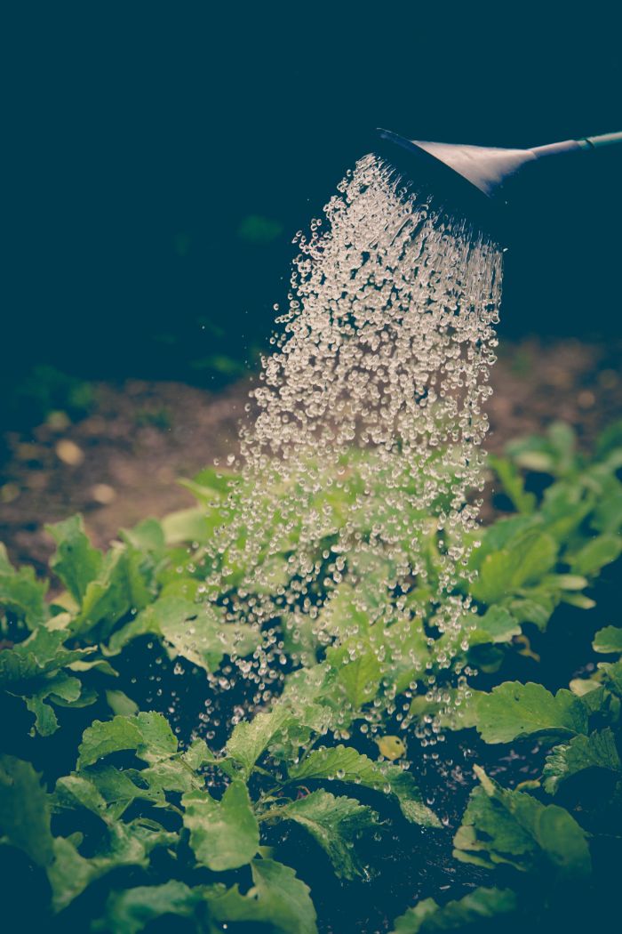 What's The Best Time Of Day To Water Plants? (The Facts) Smart Garden