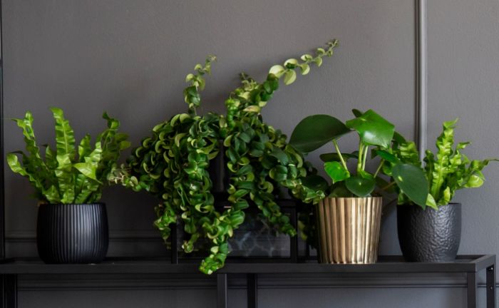 How Often Should You Water Indoor Plants? 