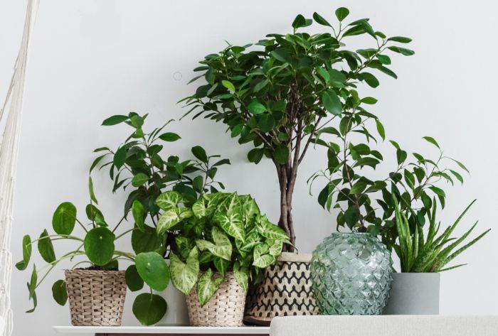 how to fertilize houseplants naturally
