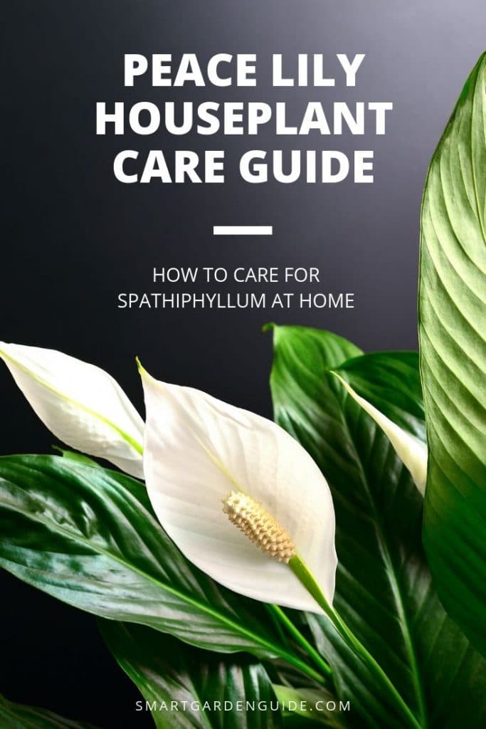How To Care For A Peace Lily Indoors (My Top Tips) - Smart Garden Guide