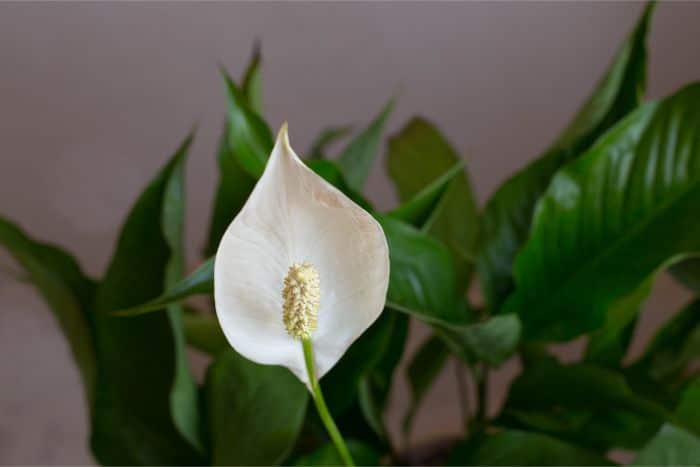 peace lily care spathiphyllum