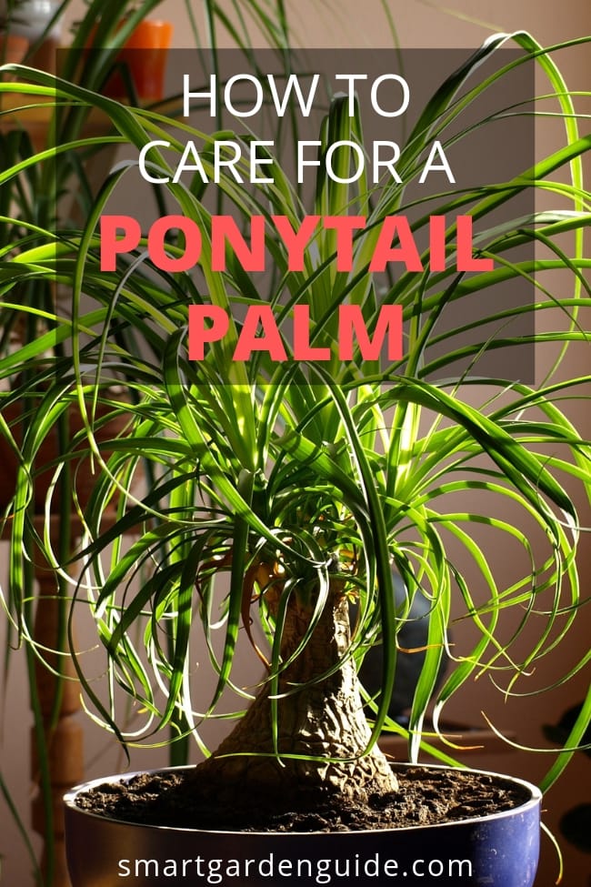 Cuidados com a planta da palmeira pônei