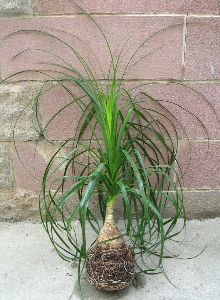 ponytail palm care