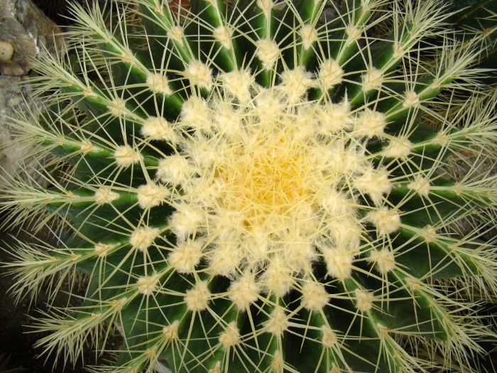 why do cacti have spines new spines developing