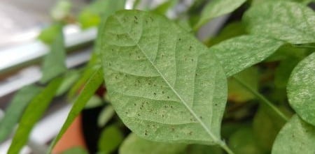 how to get rid of spider mites on houseplants naturally