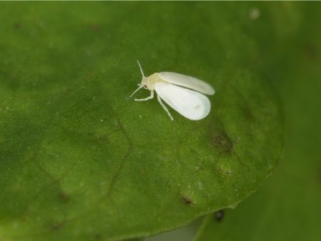 how to get rid of whitefly on houseplants naturally