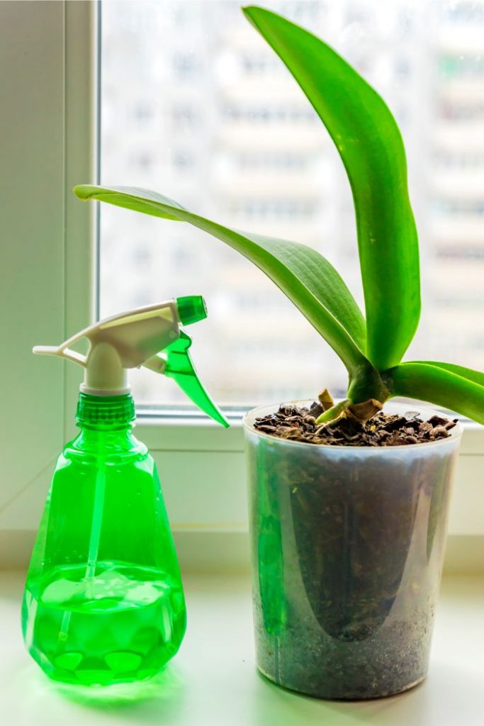 dilute hydrogen peroxide spray to treat fungus gnats in indoor plants