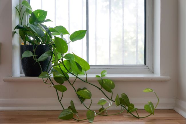 heartleaf philodendron best houseplants for beginners