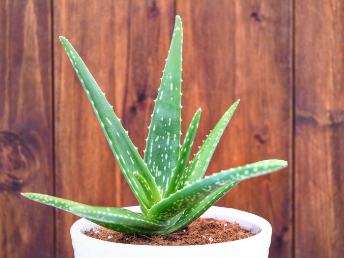 How Fast Does Aloe Vera Grow? (And How To Grow It Faster) - Smart ...