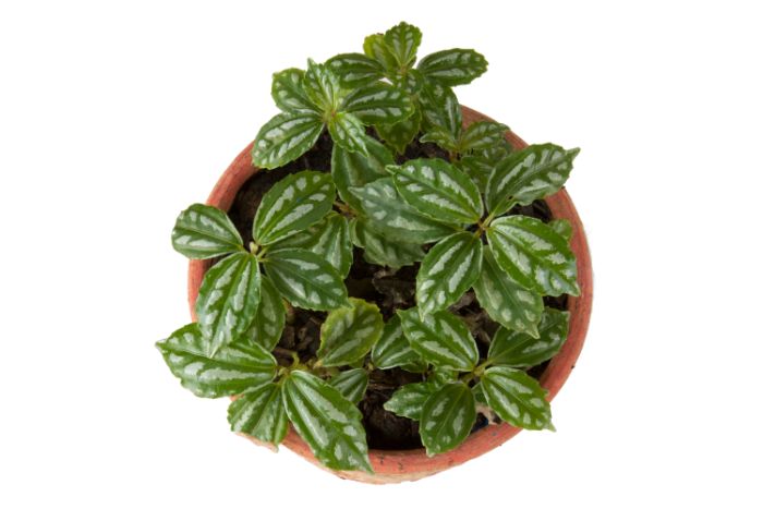how to care for an aluminum plant pilea cadierei