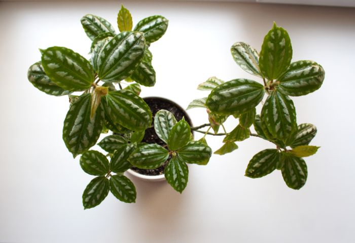 How To Care For An Aluminum Plant (Pilea Cadierei)
