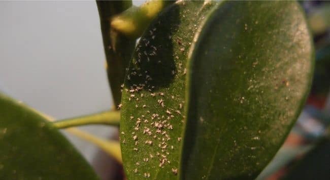 De minuscules insectes jaunes sur les plantes d'intérieur