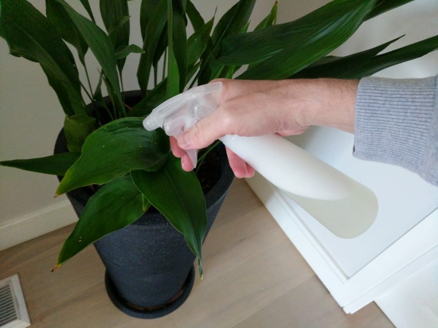 How To Get Rid Of Houseplant Bugs Naturally