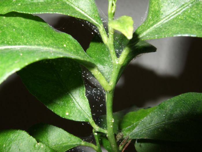 spider mite web on houseplant