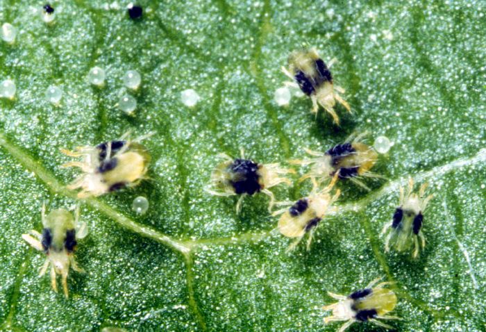 how to get rid of spider mites in houseplants