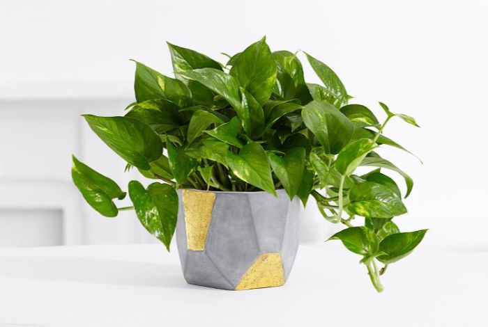 how to grow pothos faster