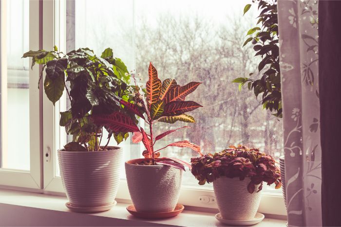 how to tell when a houseplant needs water