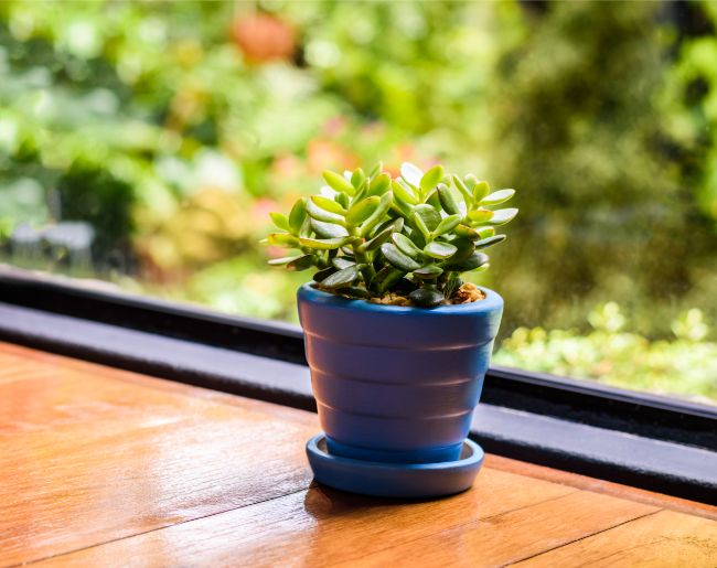 jade plant crassula ovata best easy care indoor plants