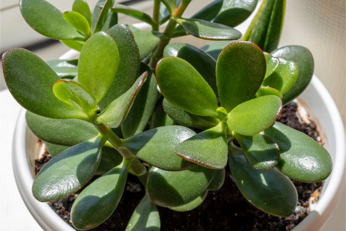 jade plant hardy to houseplant bugs