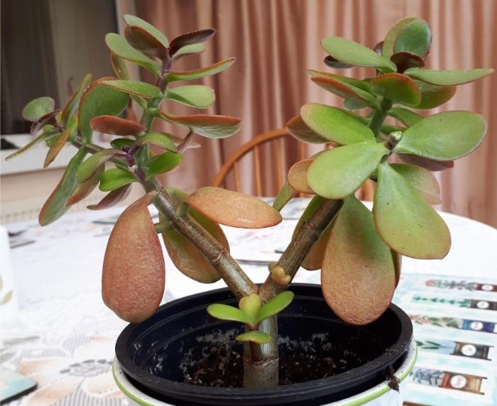 jade plant overwatering symptoms and solutions