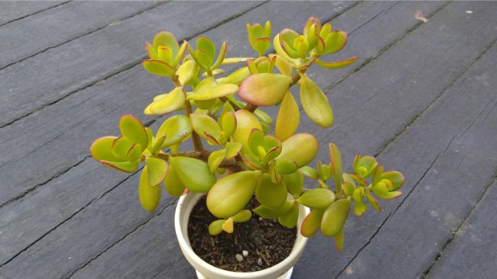 jade plant overwatering symptoms yellow leaves
