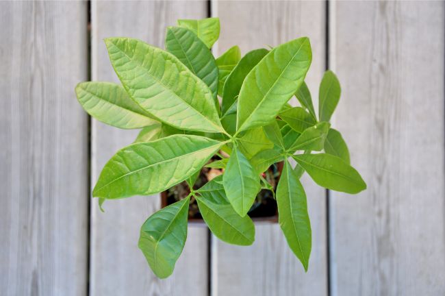 money tree plant pachira aquatica best houseplants for beginners