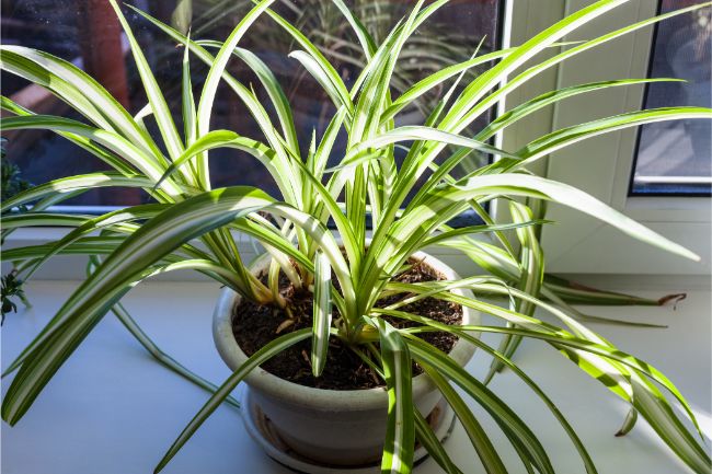 spider plant leaves brown tips chlorophytum comosum