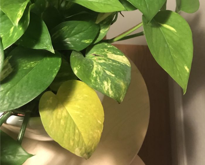 why are my pothos leaves turning yellow