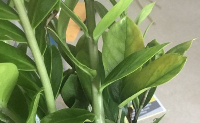 why does my zz plant have yellow leaves zamioculcas zamifolia