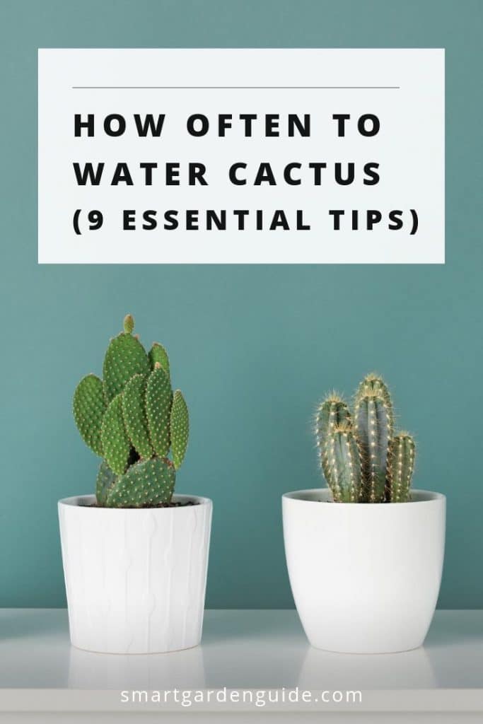 how often to water cactus houseplants