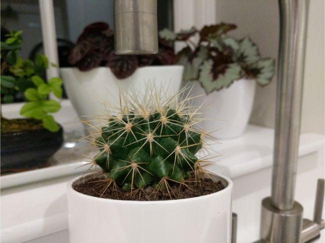 how often should you water cacti